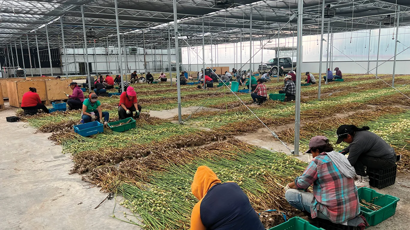 Nouvelle production d’ail en serre dans la région